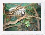 londonzoo8 * 500 x 375 * (207KB)