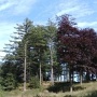 MacclesfieldForest4 * 462 x 349 * (59KB)
