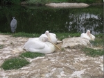 London Zoo